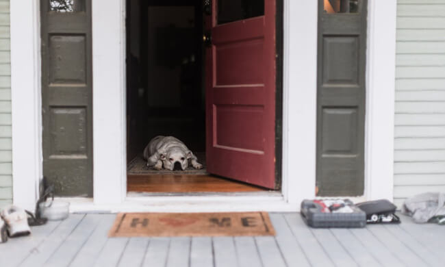 Buying a Central Coast Home That Previously Had Pets: What Buyers Need to Know